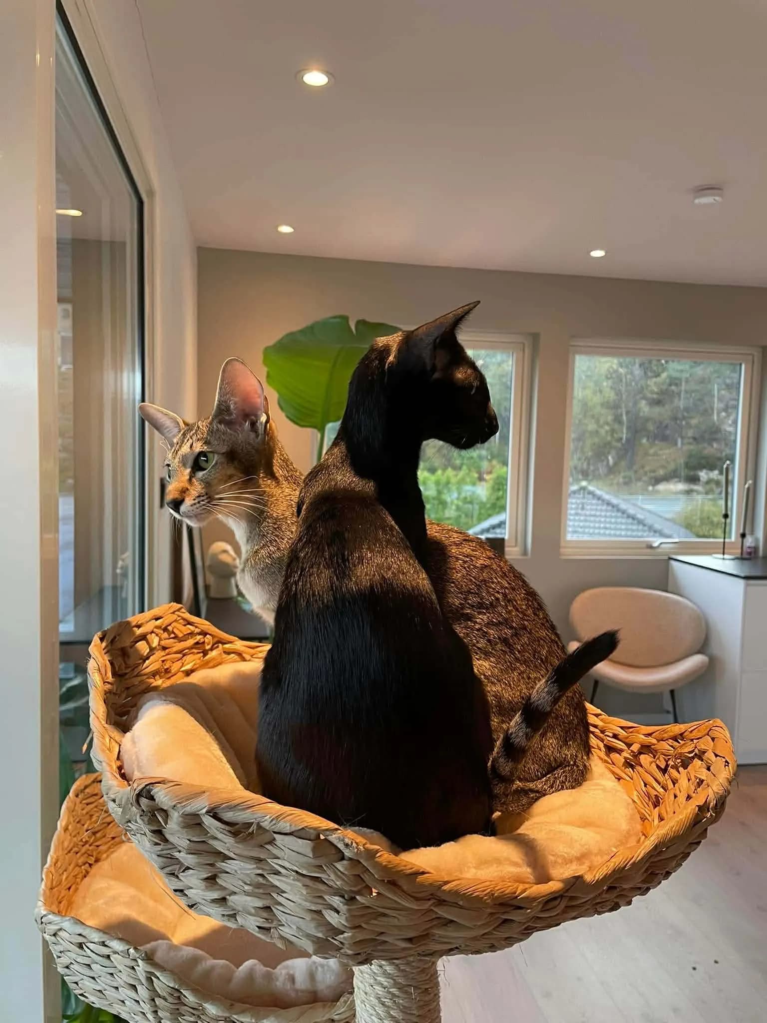 Katt 042 hos Mathopen Kattepensjonat