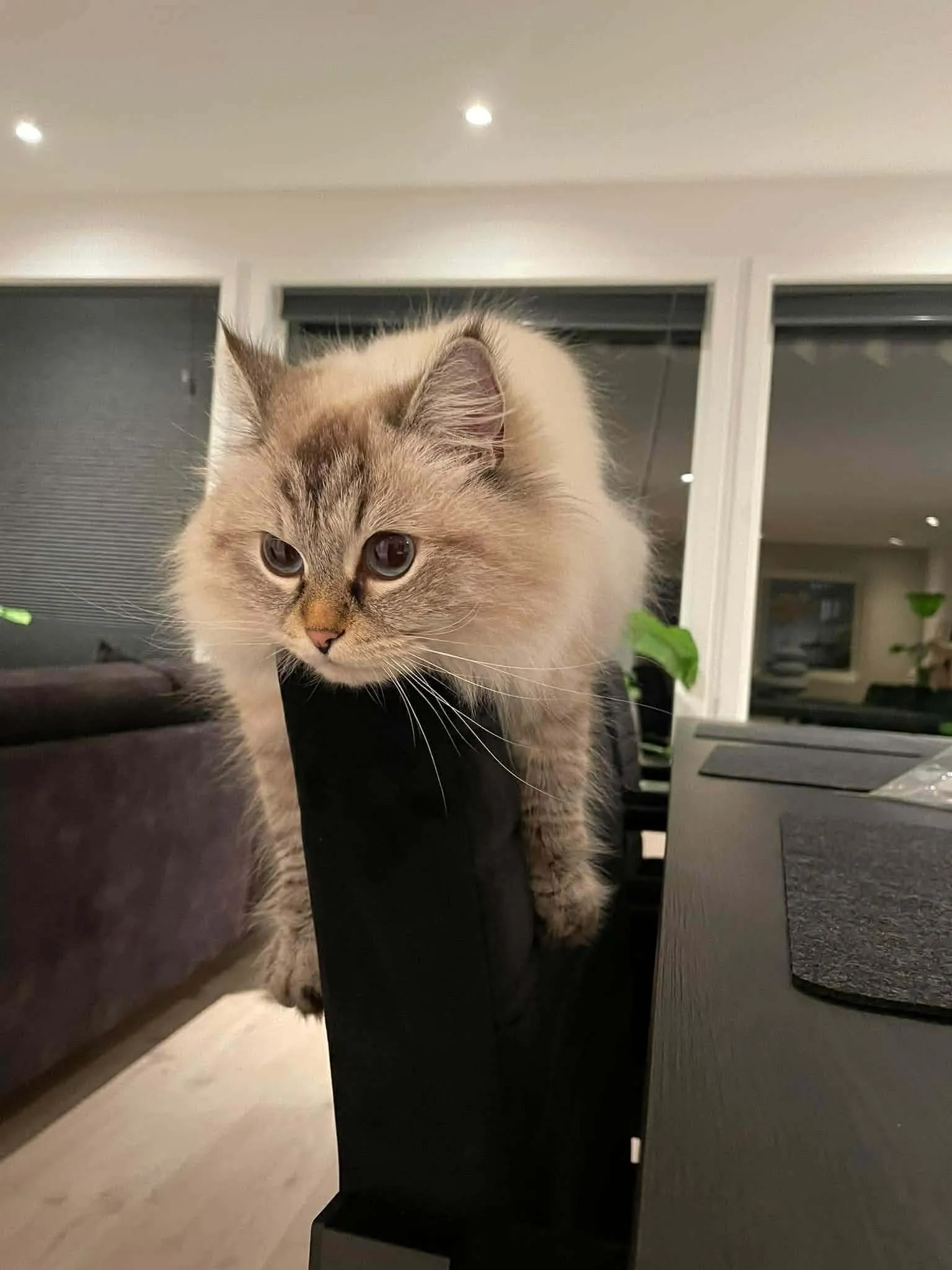 Katt 043 hos Mathopen Kattepensjonat