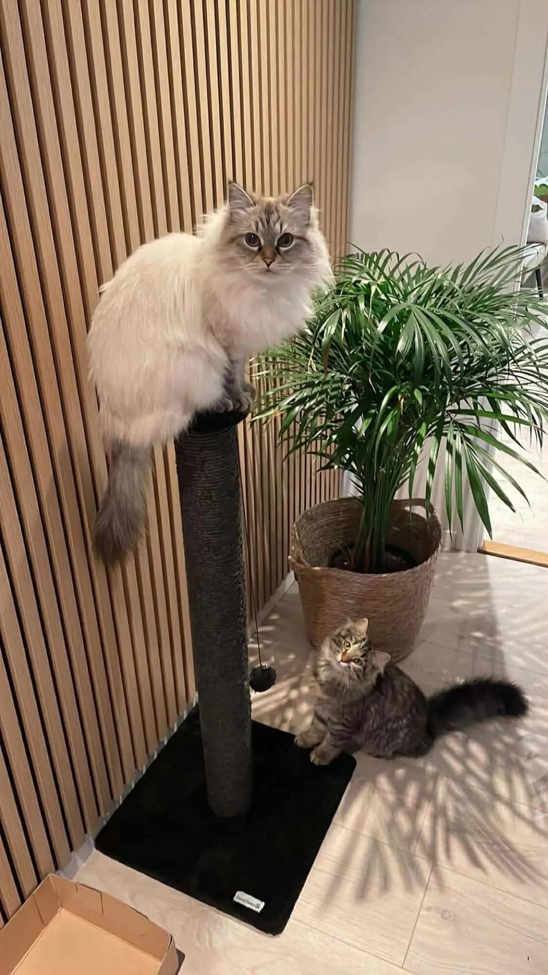 Katt 044 hos Mathopen Kattepensjonat