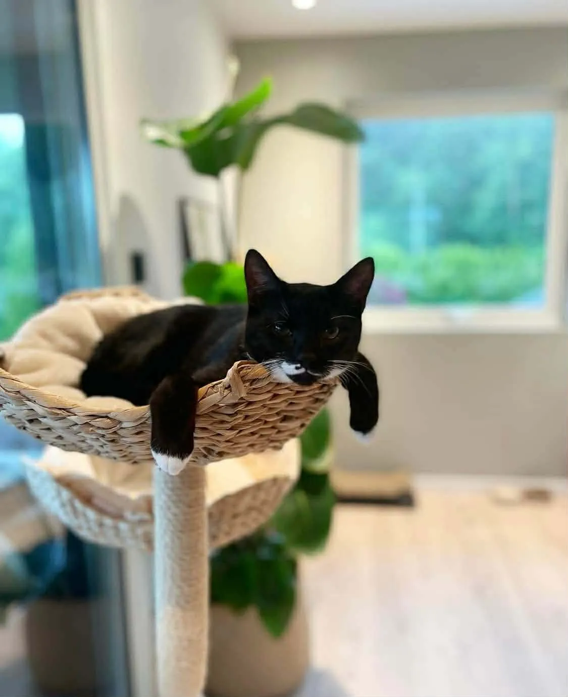 Katt 045 hos Mathopen Kattepensjonat