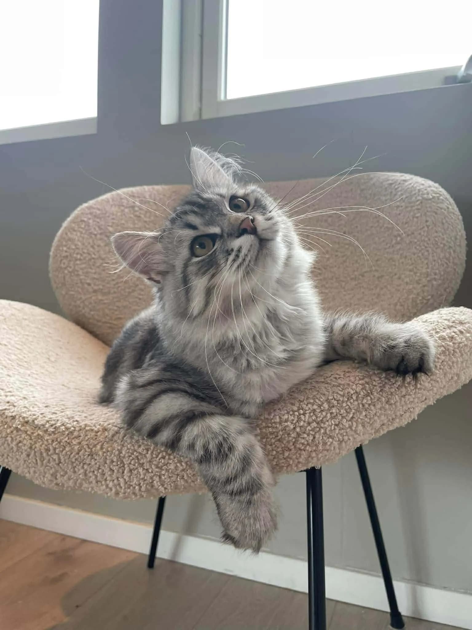 Katt 046 hos Mathopen Kattepensjonat