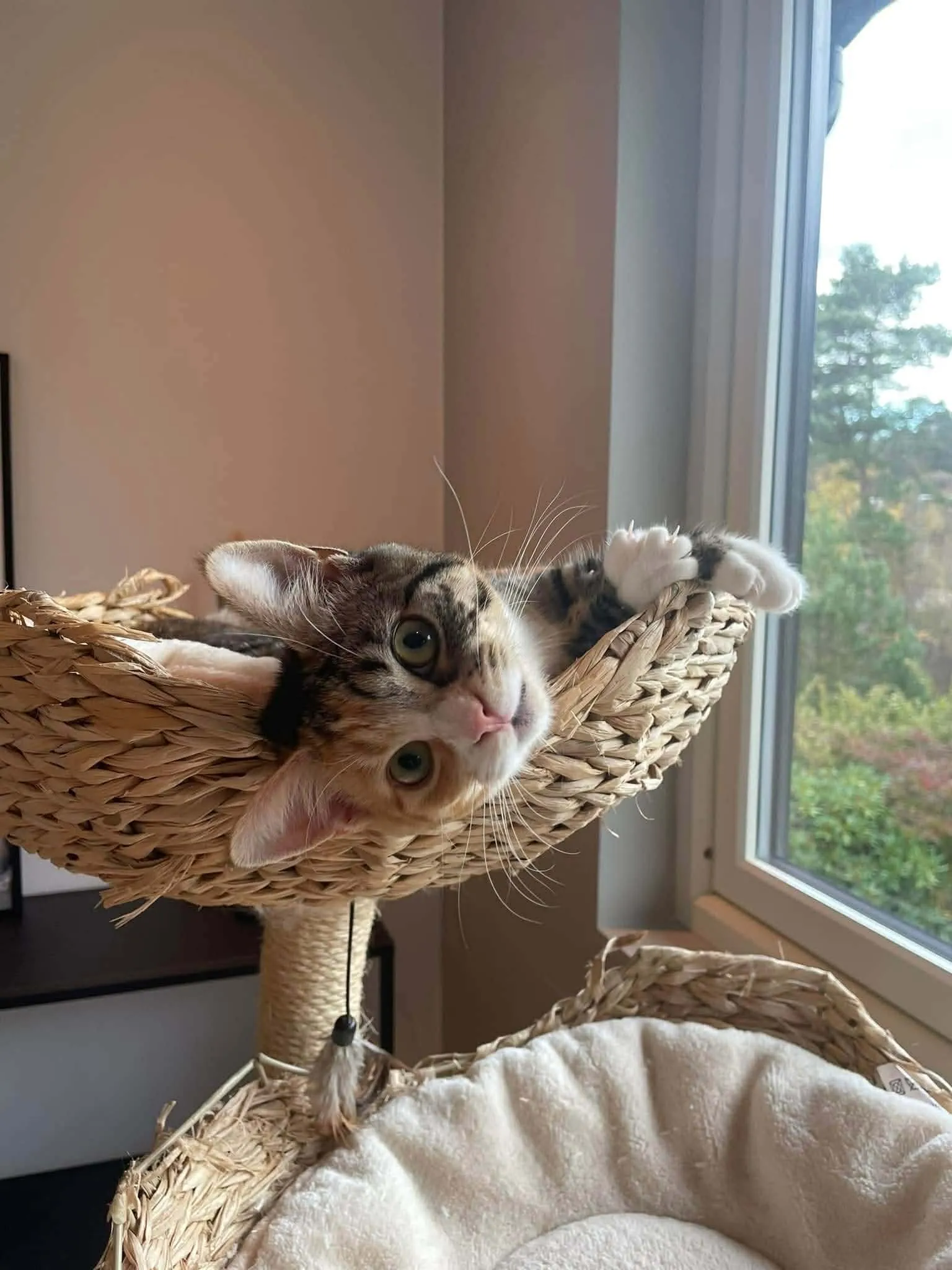 Katt 047 hos Mathopen Kattepensjonat