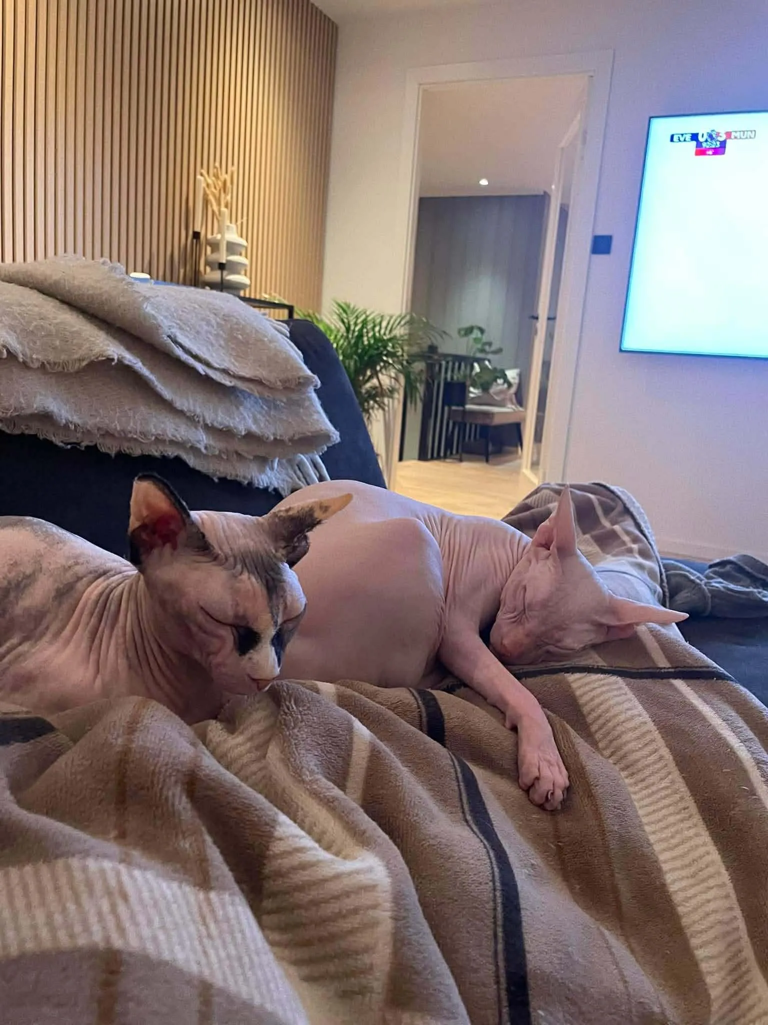 Katt 048 hos Mathopen Kattepensjonat